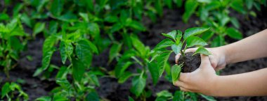 A child with seedlings in his hands in the garden. Selective focus.