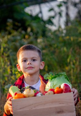 Bir çocuk bahçedeki ahşap bir kutuda sebze saklar. Seçici odaklanma. Bebeğim.