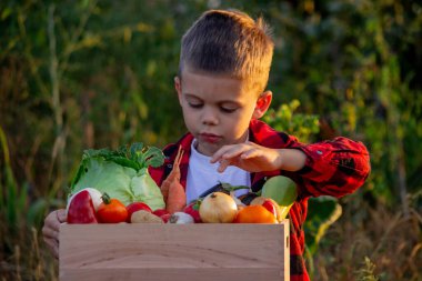 Bir çocuk bahçedeki ahşap bir kutuda sebze saklar. Seçici odaklanma. Bebeğim.
