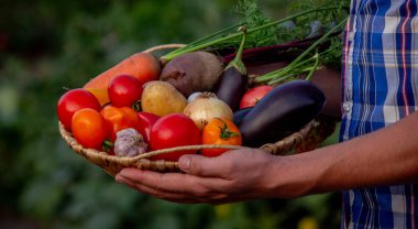 Erkek çiftçi, doğanın arka planında sebze dolu bir sepet tutuyor..