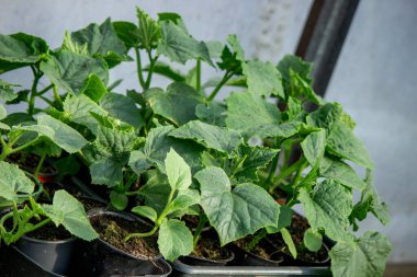 Üremek için toprağa yeni fidanlar ekildi. Tohum ekin..