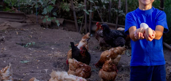 Close-up of little farmer boy showing fresh eggs laid by organically raised chickens in barn on rural farm.