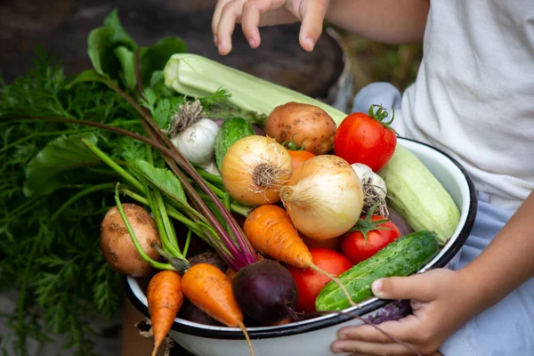 Bahçedeki kasede sebze yetiştiren bir çocuğun elleri.