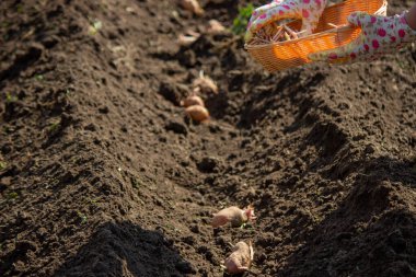 Baharda patates ekmek, ellerinde çiftlik patatesleri. Seçici odaklanma. Doğa