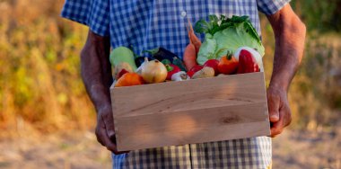Bir erkek çiftçinin elinde bir kutu sebze var.
