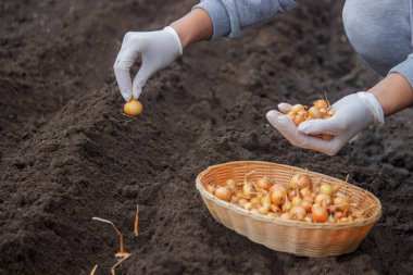 Kadın soğan yetiştirmek için toprağa soğan ekiyor. Doğa.