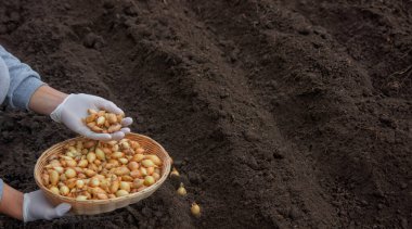 Kadın soğan yetiştirmek için toprağa soğan ekiyor. Doğa.