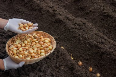 Kadın soğan yetiştirmek için toprağa soğan ekiyor. Doğa.