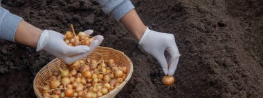 Kadın soğan yetiştirmek için toprağa soğan ekiyor. Doğa.