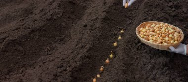 Kadın soğan yetiştirmek için toprağa soğan ekiyor. Doğa.