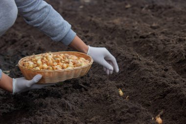 Kadın soğan yetiştirmek için toprağa soğan ekiyor. Doğa.