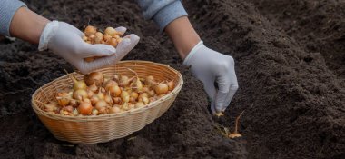 Kadın soğan yetiştirmek için toprağa soğan ekiyor. Doğa.