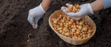 Kadın soğan yetiştirmek için toprağa soğan ekiyor. Doğa.