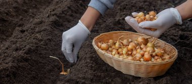 Kadın soğan yetiştirmek için toprağa soğan ekiyor. Doğa.