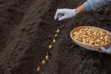 Kadın soğan yetiştirmek için toprağa soğan ekiyor. Doğa.