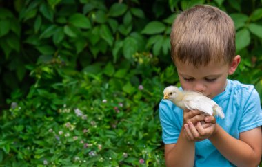 Bir çocuk elinde bir tavuk tutuyor. Bir çocuk tavuk tutuyor.