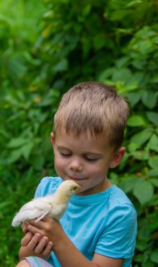 Bir çocuk elinde bir tavuk tutuyor. Bir çocuk tavuk tutuyor.