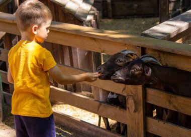 Çocuk siyah boynuzlu keçilerin ellerinden besleniyor. hayvanlar