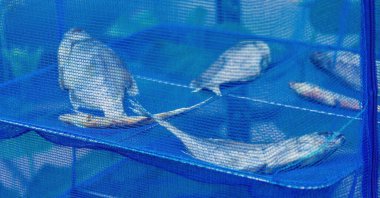 Balık güneşte kurutulur, mavi ağda kurur. Mavi ağdan yapılmış kuru pişirme ekipmanları..