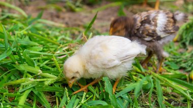 Küçük tavuklar çimenlerde yürüyor. Hayvanlar.