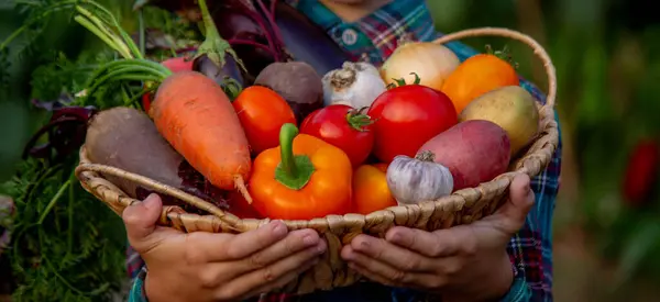 stock image boy in the garden holding a bowl of freshly picked vegetables. selective focus.