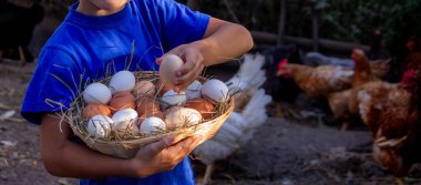 Çiftlik arka planında tavuk yumurtaları olan sepeti tutan çocuk. Seçici odak.