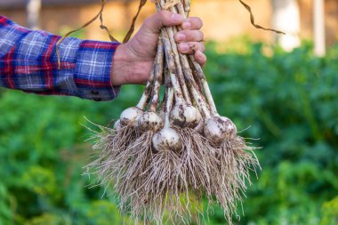 Erkek bir çiftçi elinde sarımsak tutar. Seçici odak.