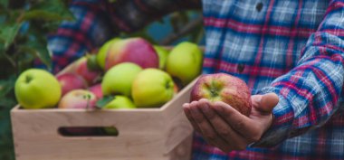 Erkek bir çiftçi elinde bir kutu elma tutuyor. Seçici odak.