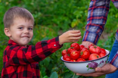 Bir çiftçi ve oğlu domates topluyor. Seçici odak.