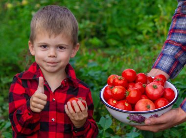 Bir çiftçi ve oğlu domates topluyor. Seçici odak.