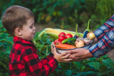 Bir çiftçi ve oğlu bir kasede sebze topluyor. Seçici odak.