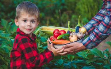 Bir çiftçi ve oğlu bir kasede sebze topluyor. Seçici odak.
