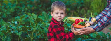 Bir çiftçi ve oğlu bir kasede sebze topluyor. Seçici odak.
