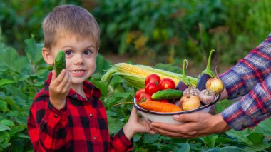 Bir çiftçi ve oğlu bir kasede sebze topluyor. Seçici odak.