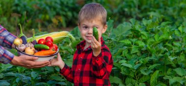 Bir çiftçi ve oğlu bir kasede sebze topluyor. Seçici odak.