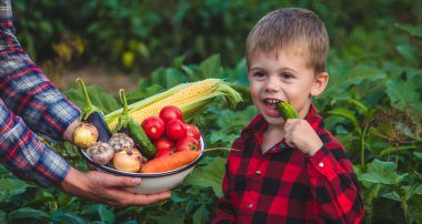 Bir çiftçi ve oğlu bir kasede sebze topluyor. Seçici odak.