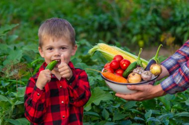 Bir çiftçi ve oğlu bir kasede sebze topluyor. Seçici odak.