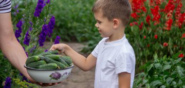 Çocuk bir kase taze koparılmış salatalık tutuyor. Seçici odak.