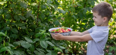 Küçük çocuk arka planda ahududu yiyor. Seçici odak.