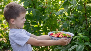 Küçük çocuk arka planda ahududu yiyor. Seçici odak.