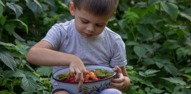 Küçük çocuk arka planda ahududu yiyor. Seçici odak.