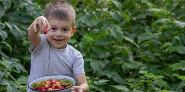 Küçük çocuk arka planda ahududu yiyor. Seçici odak.