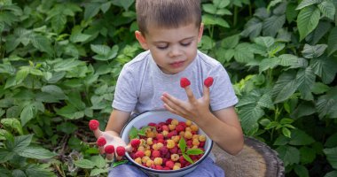 Küçük çocuk arka planda ahududu yiyor. Seçici odak.