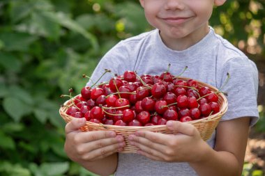 Küçük bir çocuk bahçenin arka planında kiraz yiyor. Seçici odak.