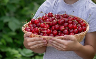 Küçük bir çocuk bahçenin arka planında kiraz yiyor. Seçici odak.