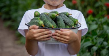 Çocuk bir kase taze koparılmış salatalık tutuyor. Seçici odak.