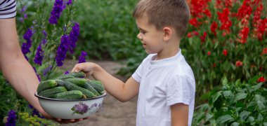Çocuk bir kase taze koparılmış salatalık tutuyor. Seçici odak.