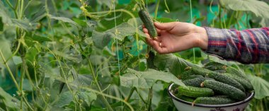 Bir adam salatalık toplar. Seçici odak.