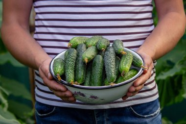Bir adam salatalık toplar. Seçici odak.
