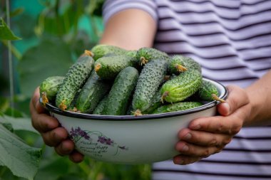 Bir adam salatalık toplar. Seçici odak.